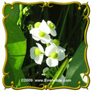 ساژیتریا لاتیفولیا